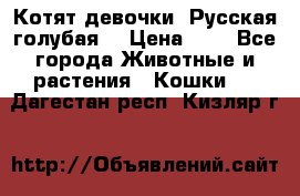 Котят девочки “Русская голубая“ › Цена ­ 0 - Все города Животные и растения » Кошки   . Дагестан респ.,Кизляр г.